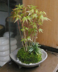 ����ߥ��ݶ�20120422m