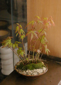 ����ߥ��ߺ�20120413m