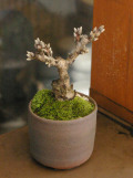 ���ߺϳ�ȭ20111212m