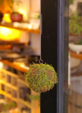 moss ball 090716 �ᥤ��