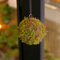 moss ball S090716 �ᥤ��