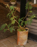 �ͥ�Υ��ߺ�20100629m