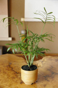 �ơ��֥�䥷ȭ����201108m