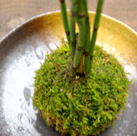 トクサの苔玉