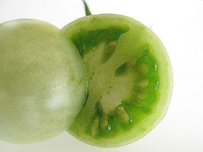 とまと　ネット　8ｍ×6ｍ　緑 とまと ネット 8m×6m 緑 Breezy Green 園芸ネット 1．8×3．6m 10cm