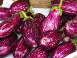 Ve】【Oishiina Shop】【カラー茄子】ゼブラ茄子〈ゼブラナス〉1本