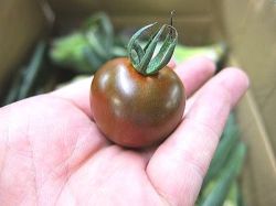 【Ve】【品種・品名お任せ】【色：黒系】ミディトマト1パック、100gから200g前後、10から30個前後