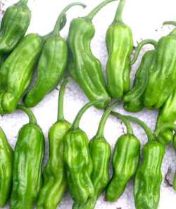 オーガニックベジのシシトウ