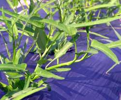 オーガニックベジの空芯菜