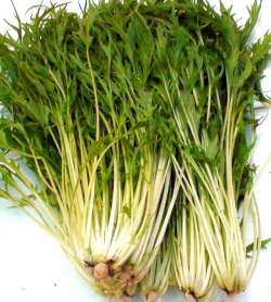 オーガニックベジの水菜