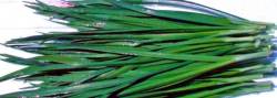 オーガニックベジのニラ