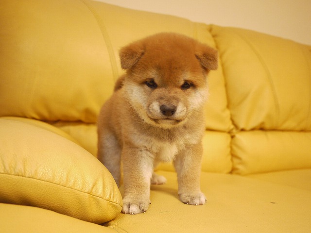 『ＳＯＬＤ　ＯＵＴ』　柴犬