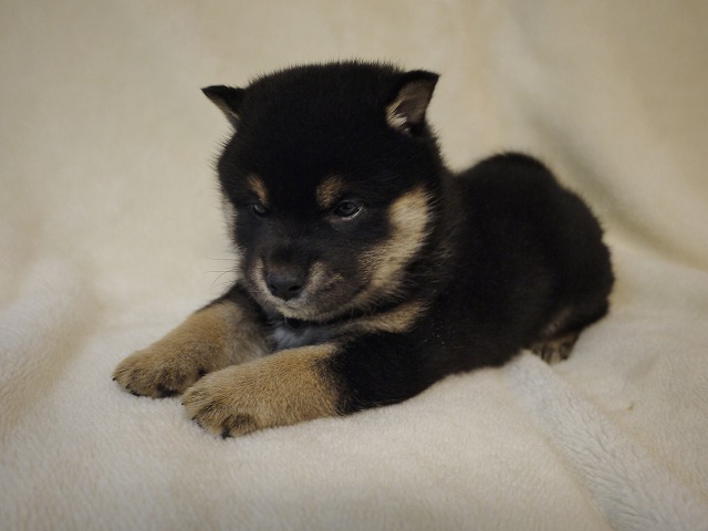 『ＳＯＬＤ　ＯＵＴ』柴犬