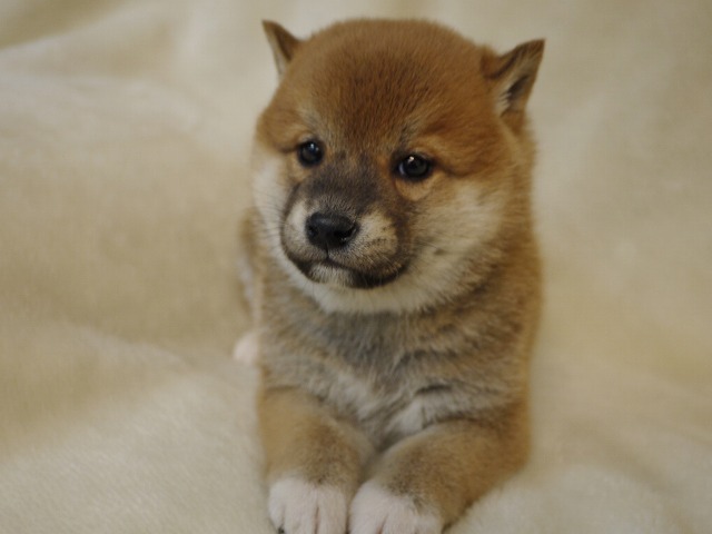 『ＳＯＬＤ　ＯＵＴ』柴犬