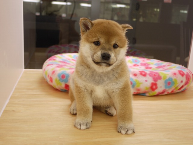 『ＳＯＬＤ　ＯＵＴ』　柴犬
