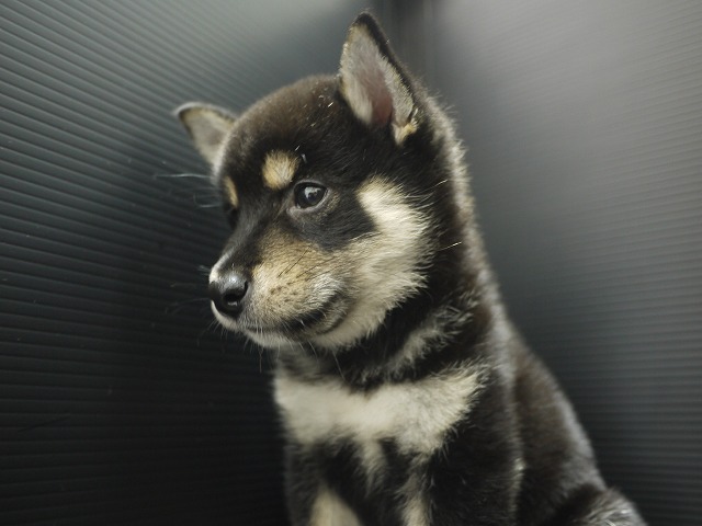 『ＳＯＬＤ　ＯＵＴ』　柴犬