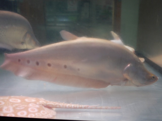 アルビノ スポッテッド ナイフフイッシュ 約40cm