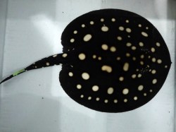 『ＳＯＬＤ　ＯＵＴ』　繁殖を目指す方に！　ポルカドット　♂　