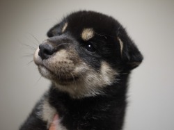 『ＳＯＬＤ　ＯＵＴ』柴犬