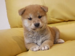 『ＳＯＬＤ　ＯＵＴ』柴犬