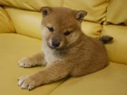 『ＳＯＬＤ　ＯＵＴ』柴犬