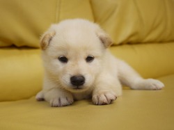 『ＳＯＬＤ　ＯＵＴ』柴犬