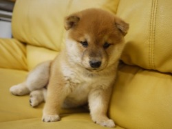 『ＳＯＬＤ　ＯＵＴ』　柴犬