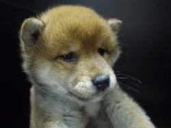 SOLD OUT柴犬　女の子