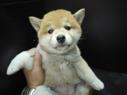 『ＳＯＬＤ　ＯＵＴ』　柴犬　女の子