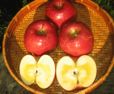 サンふじ１０ｋｇ