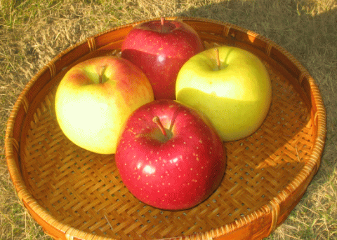 サンふじ＋群馬名月ミックス１０ｋｇ