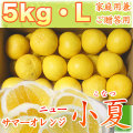�ں����ơʥ˥塼���ޡ�����󥸡˲����ѷ�£����5kg��L������