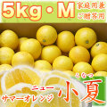 ���ơʤ��ʤġ�5kgM������