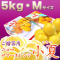 �ں����ơʤȤ����ʤġˡ����θ�������£���ѡ���Ȣ����5kg�ˡ�M������������̵����