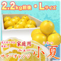 土佐小夏(高知県産)家庭用・小箱(約2.2kg)・Lサイズ