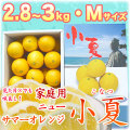 土佐小夏(高知県産)家庭用・中箱(約2.8〜3kg)・Mサイズ【送料無料】