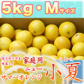 �ں����ơʹ��θ����˲����ѡ���Ȣ����5kg�ˡ�M������