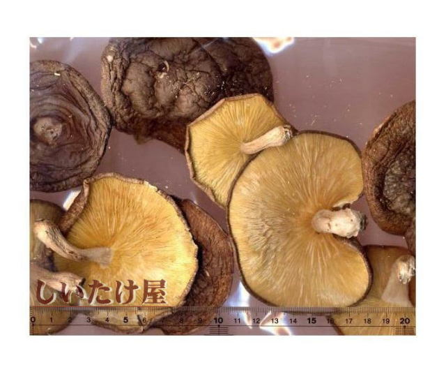 �����������ݾ����ڡ�­�եХ���IL