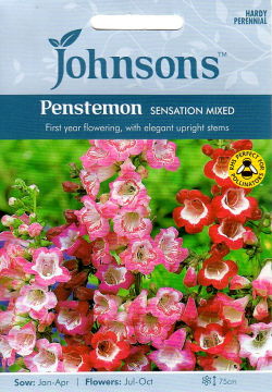 Sensation mix PENSTEMON 1200 seeds PERENNIAL FLOWER BEARDTONGUE