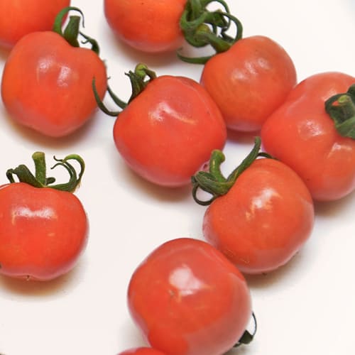 プチぷよトマト