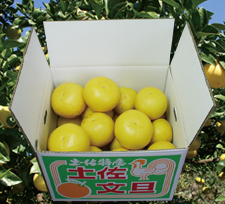土佐文旦 小玉10kｇ