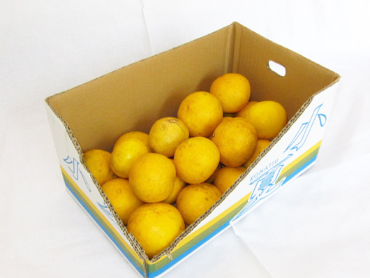 【ゴトー商店青果部】家庭用お徳用わけあり土佐小夏（A）8-9kg