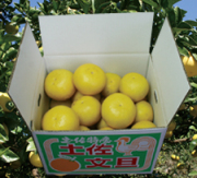 【ゴトー商店青果部】土佐文旦 大玉～中玉5kg（3L-2L）