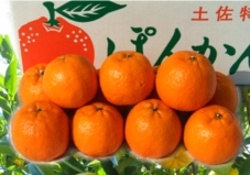 【ゴトー商店青果部】土佐ポンカン5kg