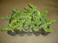 �֥롼�ѥ��ե��å���20pot���å�