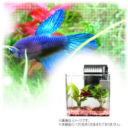 �ڽ鿴�Ը����ۤ��󤿤�ƥ٥������������ǥ��å�