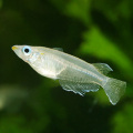 Ǯ�ӵ�