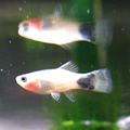 Ǯ�ӵ�