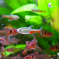 ���꡼��ե����䡼�ƥȥ�