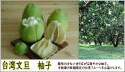 台湾文旦